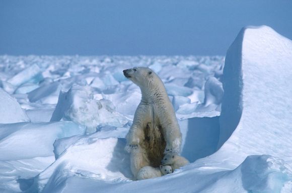 ¡ATAQUE POCO FRECUENTE! Oso Polar mata a 2 personas en Alaska