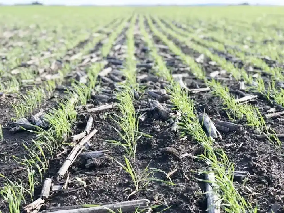 La siembra de trigo entra en su tramo final mientras avanzan la cosecha de maíz y sorgo