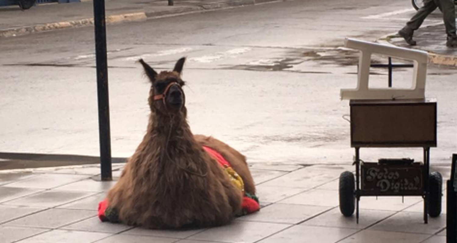 Reporte ciudadano: Llama