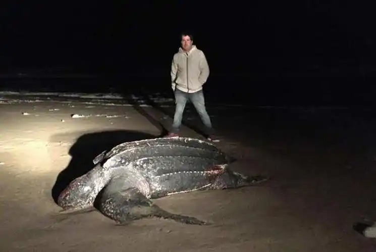 Pinamar: Apareció una tortuga marina gigante 