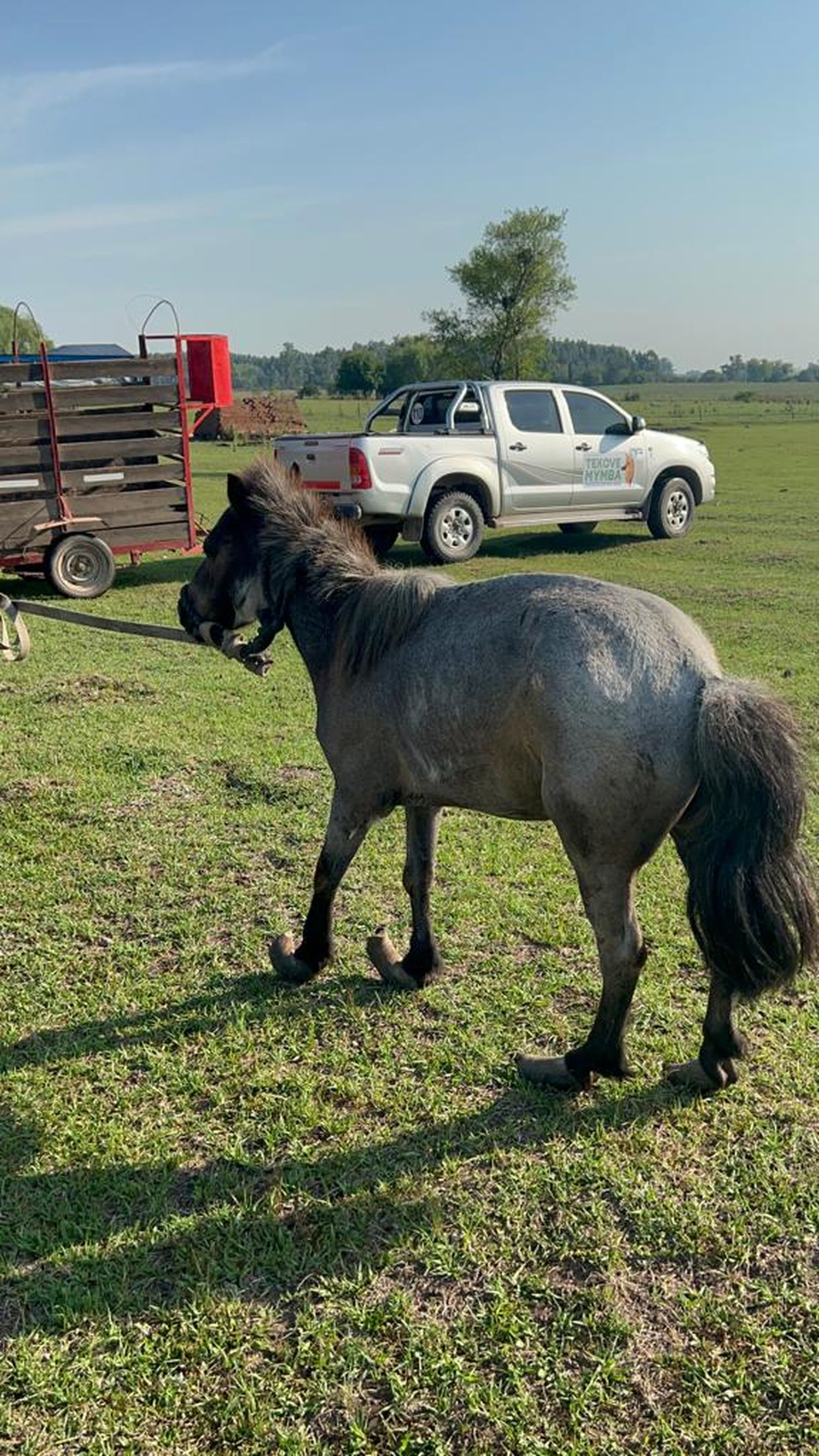 CABALLO