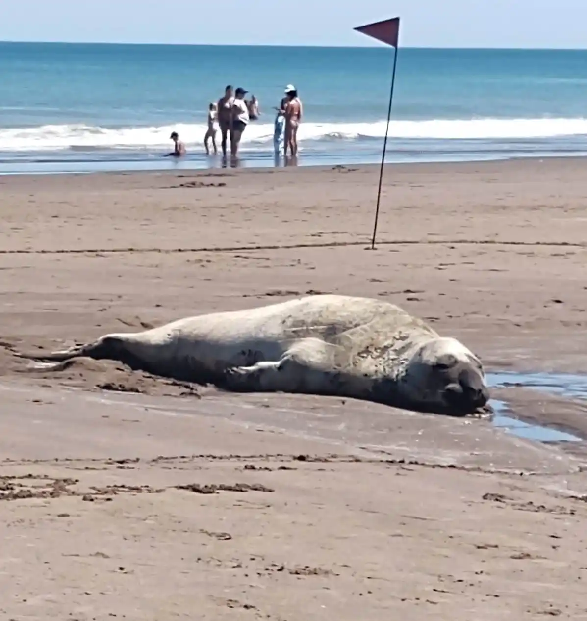 Un elefante marino descansó en la playa de Claromecó (video)