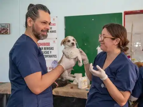 El esquema que se consolida con el nuevo Hospital Animal replica el funcionamiento de la red municipal de salud humana. Crédito: Gentileza Municipalidad de Rosario.