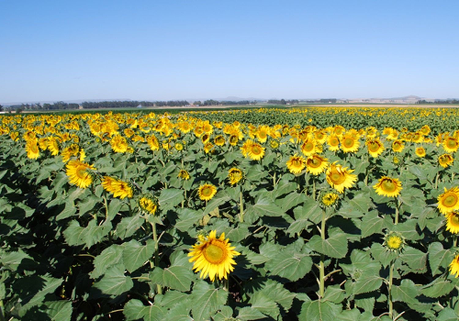 El girasol cumplió