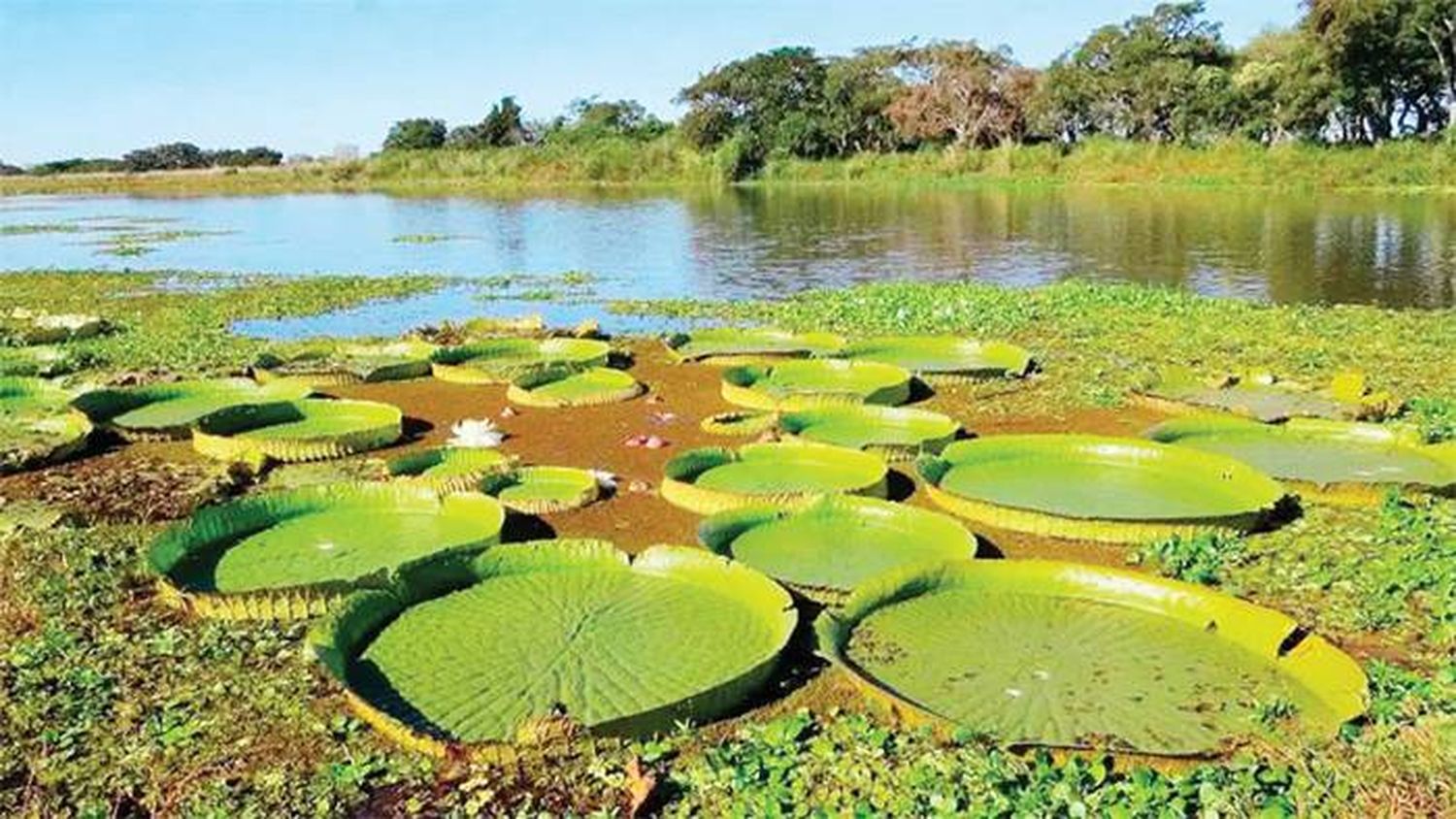 Misiones se convirtió en la  primera provincia en aprobar la Ley de Humedales