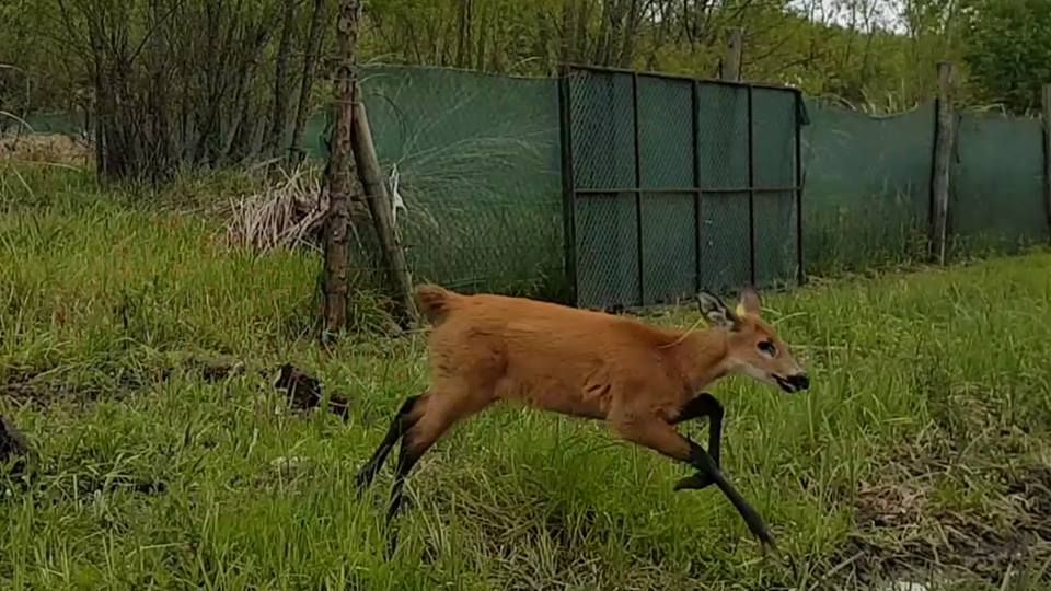 Un ciervo de los pantanos fue rehabilitado y reinsertado en el Delta del Paraná