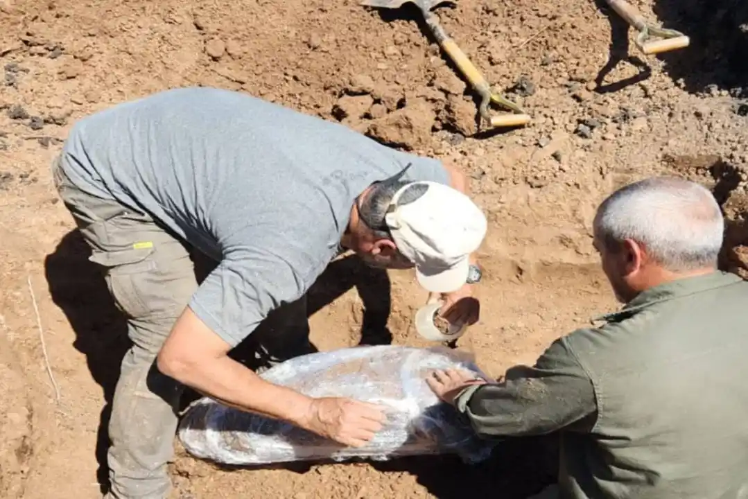 Líbaros: hallan fósiles de un gliptodonte y realizan exitoso operativo de rescate