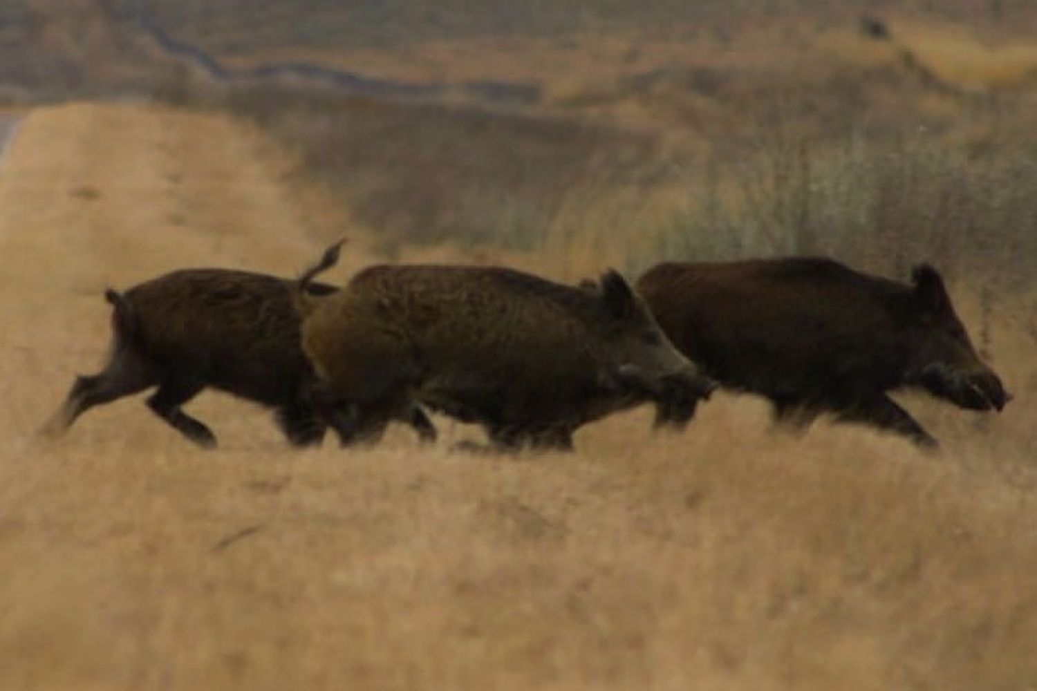 Se realizarán en Tandil las jornadas sobre manejo estratégico del jabalí