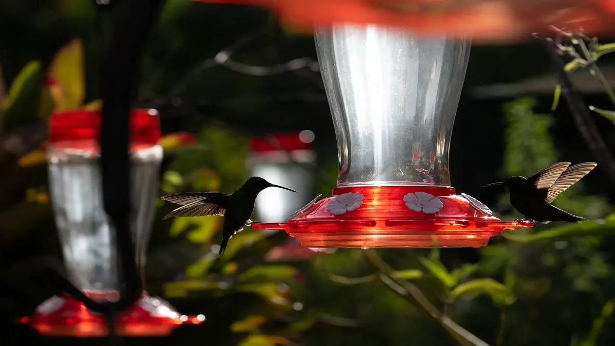 CÓMO LOS COLIBRÍES ALEGRAN la vida de las familias venezolanas (+Fotos)