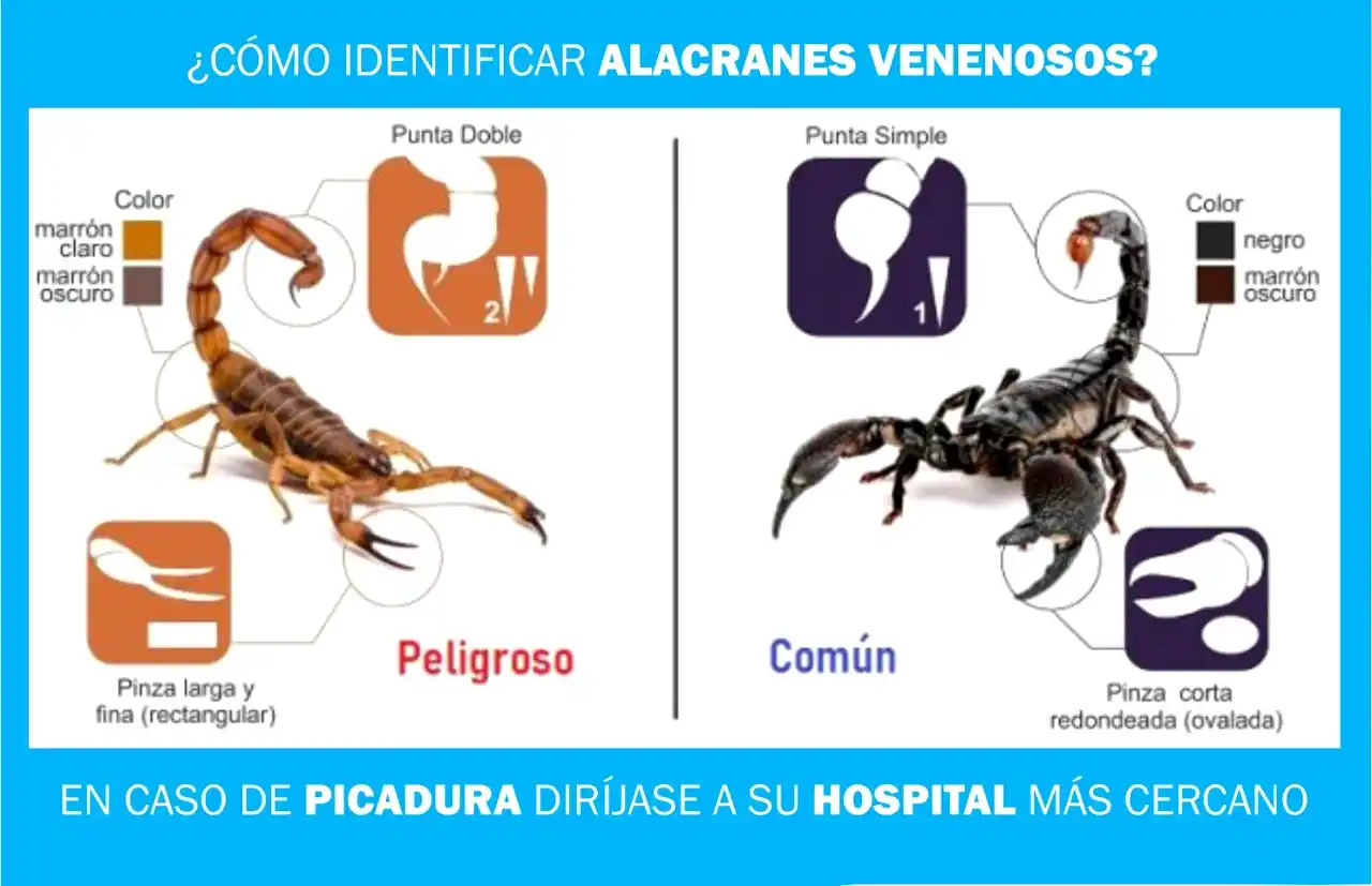 alacranes
