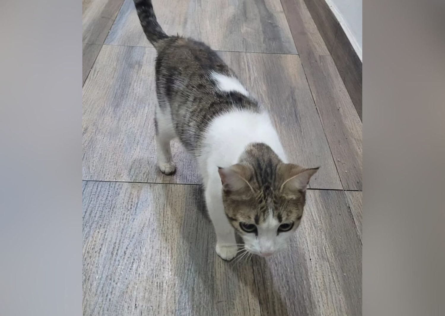 Gatita extraviada: los dueños la buscan