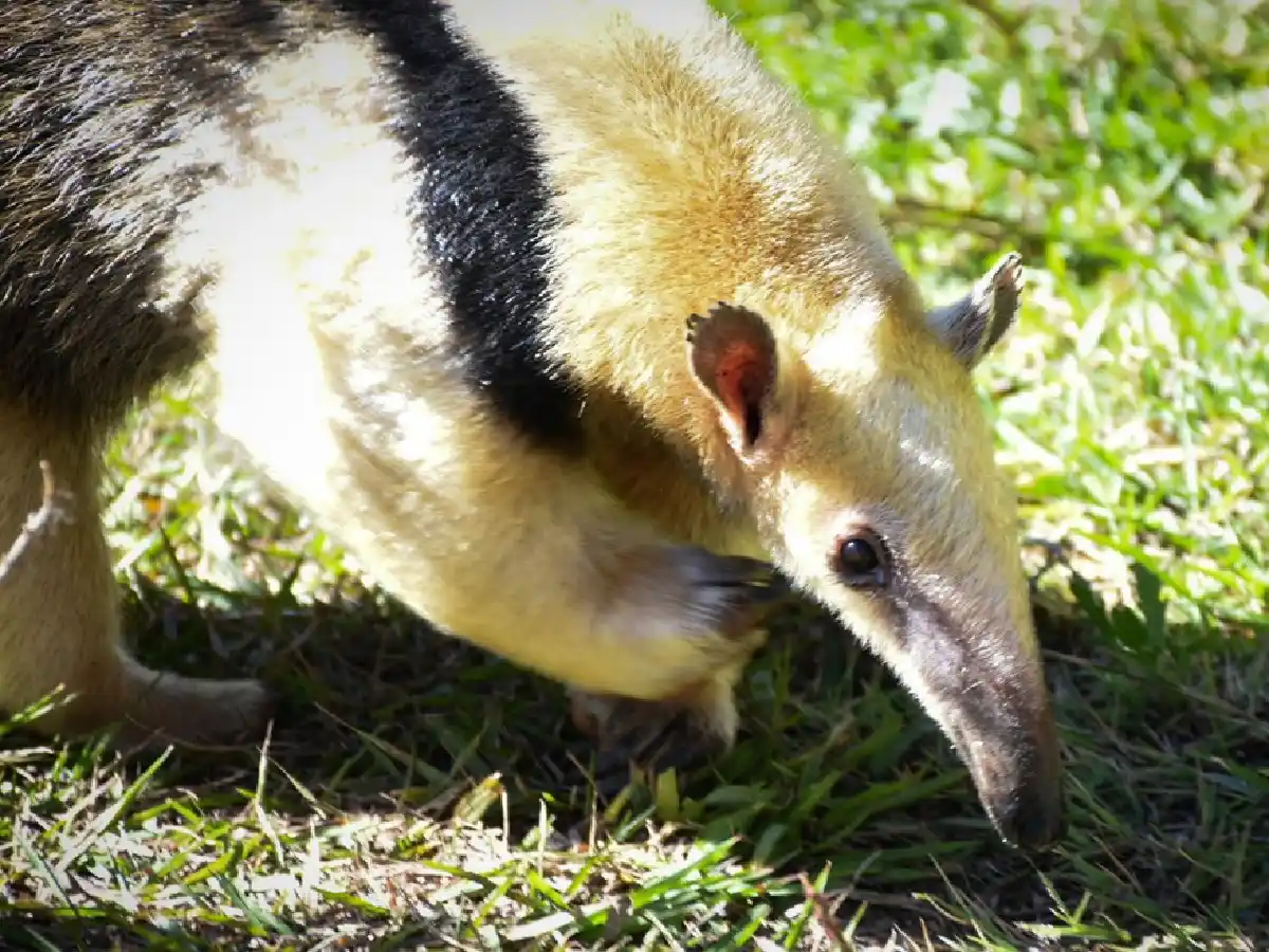 Liberan una osa melera que había sido rescatada en Bell Ville