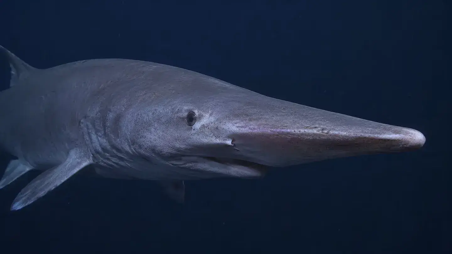 Filmaron por primera vez a un tiburón “duende” vivo en su hábitat natural