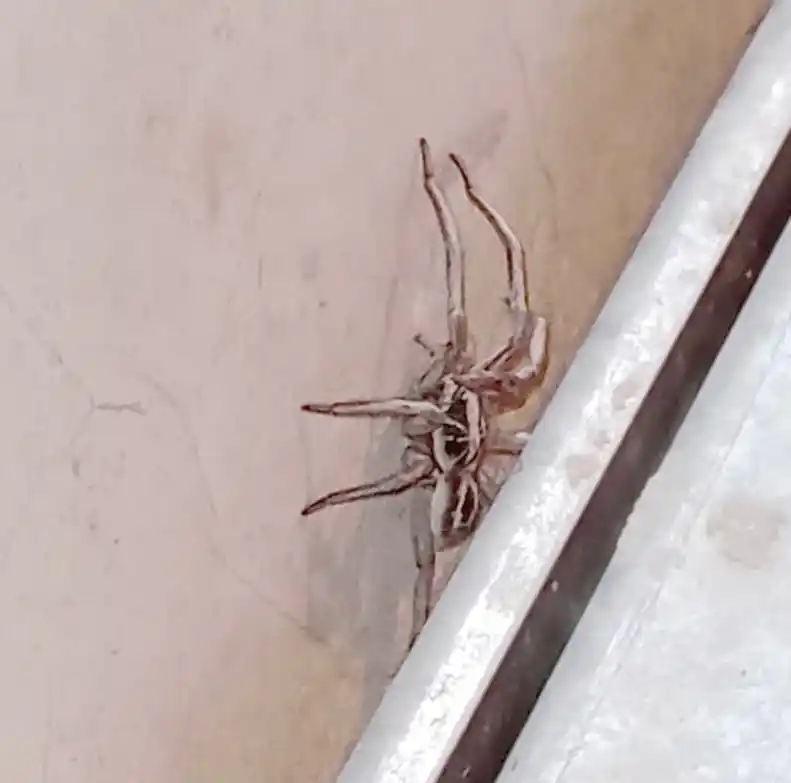 Crece la presencia de animales ponzoñosos en la ciudad