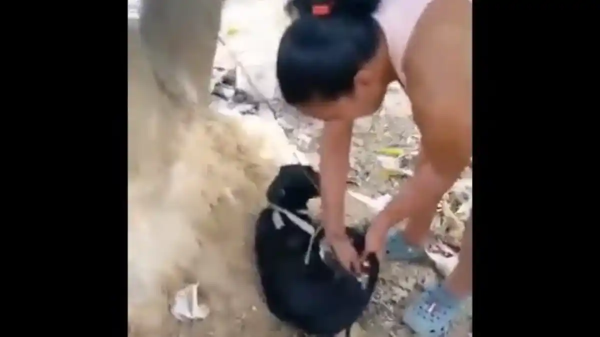 Señora rescató a perrito que VECINO DESALMADO mantenía amarrado con una guaya (VIDEO VIRAL)