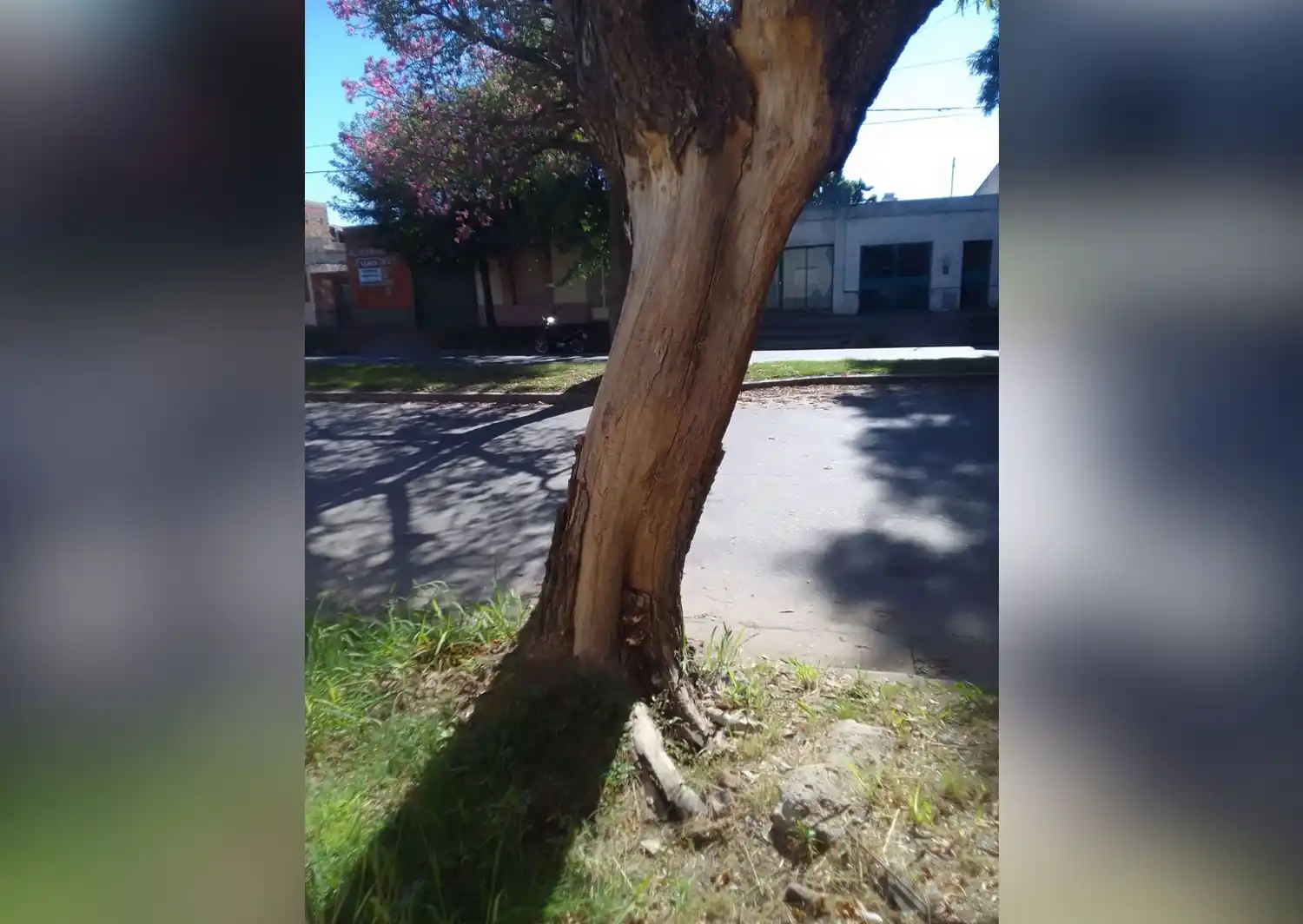 3 de Febrero al 800: reportan que un árbol está a punto de caerse