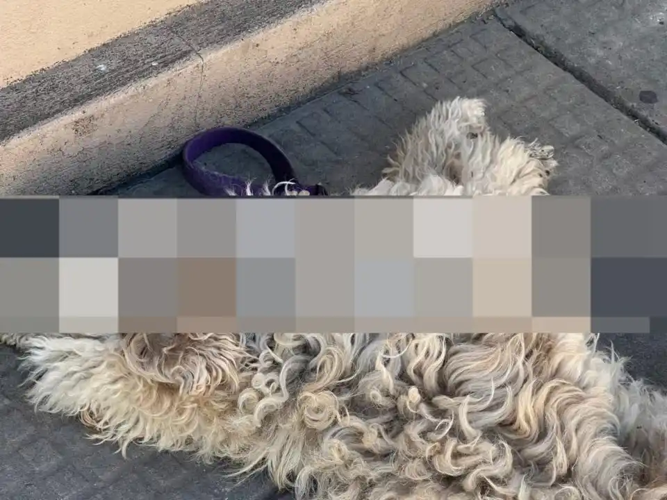 Encontraron un perrito muerto en Mitre y Aulí: tiene correa violeta