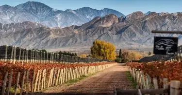 Viñedos de Mendoza