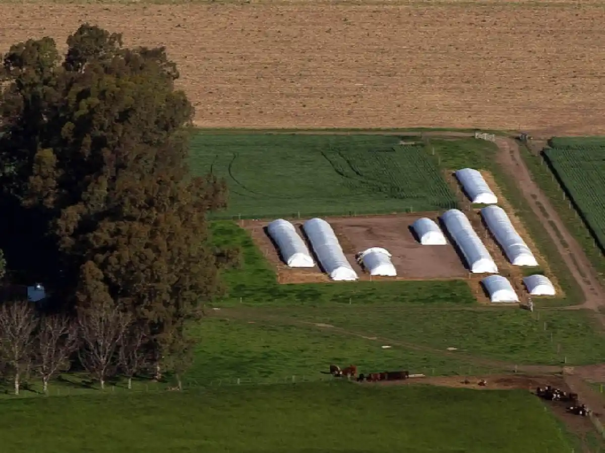 Los bancos ya pueden ofrecer el nuevo régimen de liquidación de soja