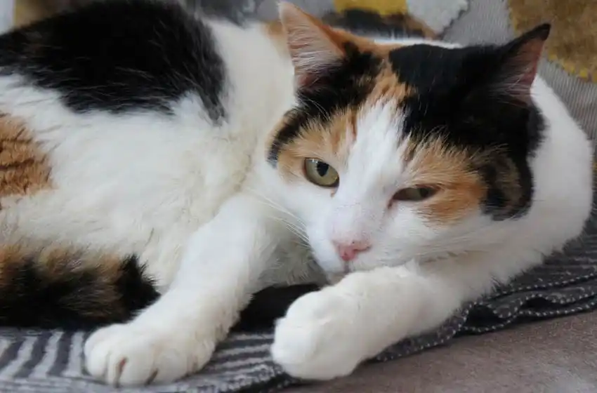 Discutió con un vecino y mató a su gato con un rifle