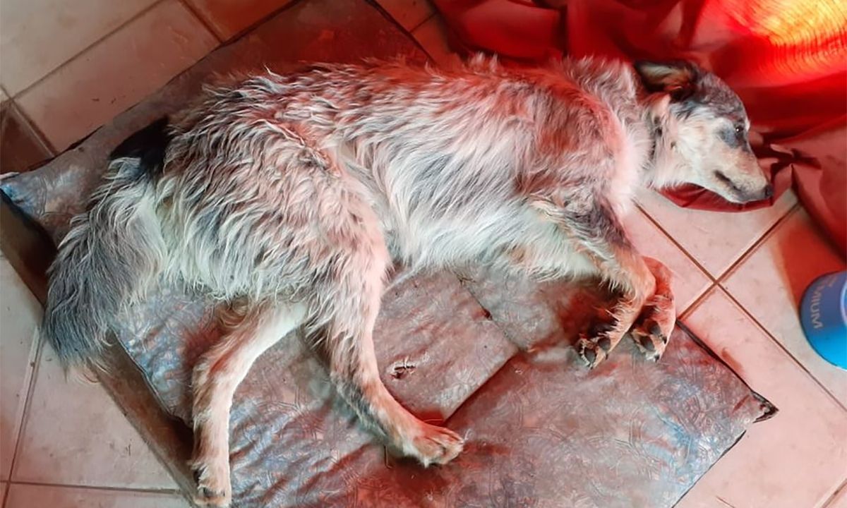 Bahía Blanca: Vende su Playstation para poder pagar la operación de su perrita atropellada