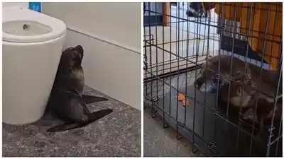 Un cliente muy inesperado: una foca bebé entró a un bar y sorprendió a todos