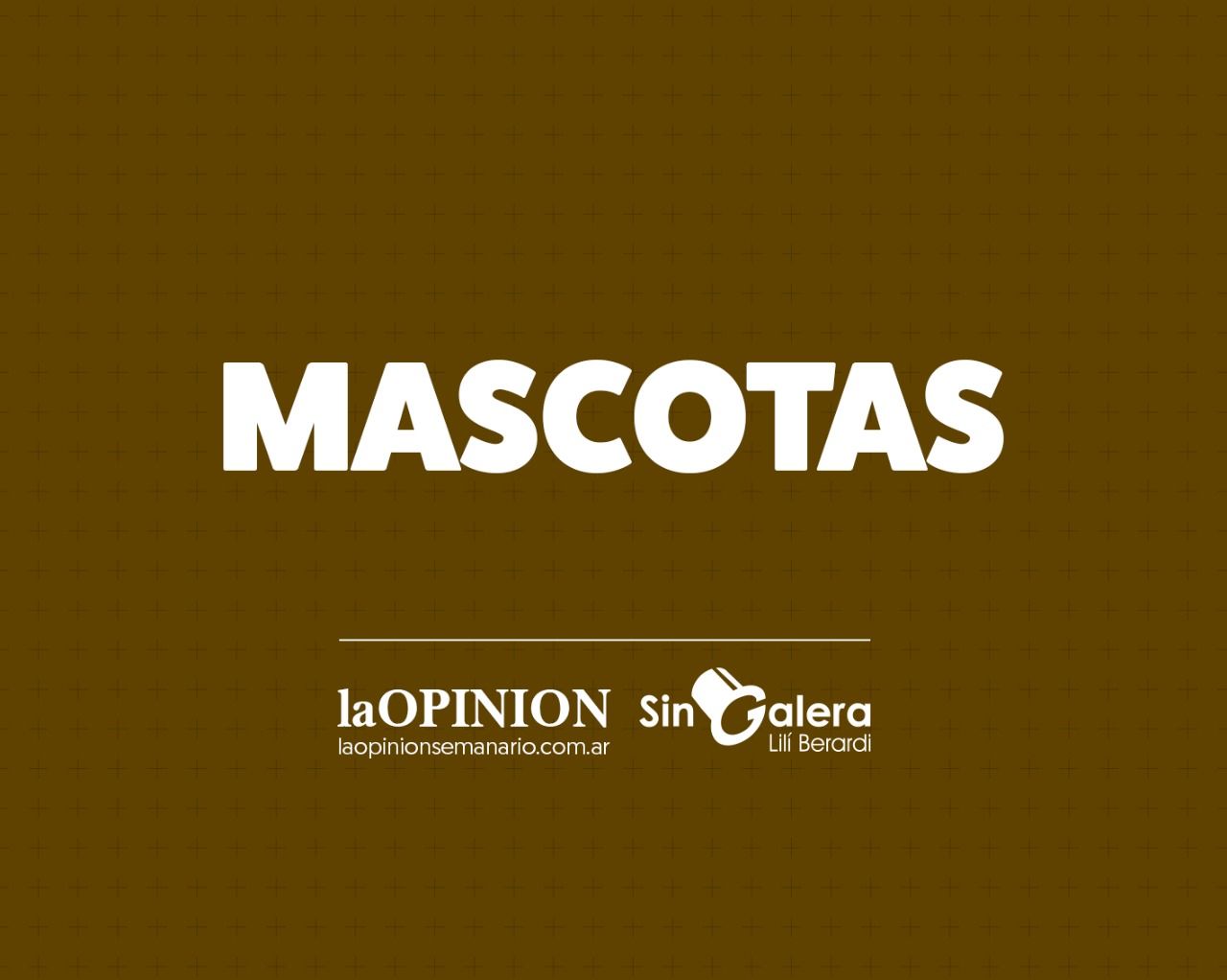 Buscan a Chancle, una gatita perdida