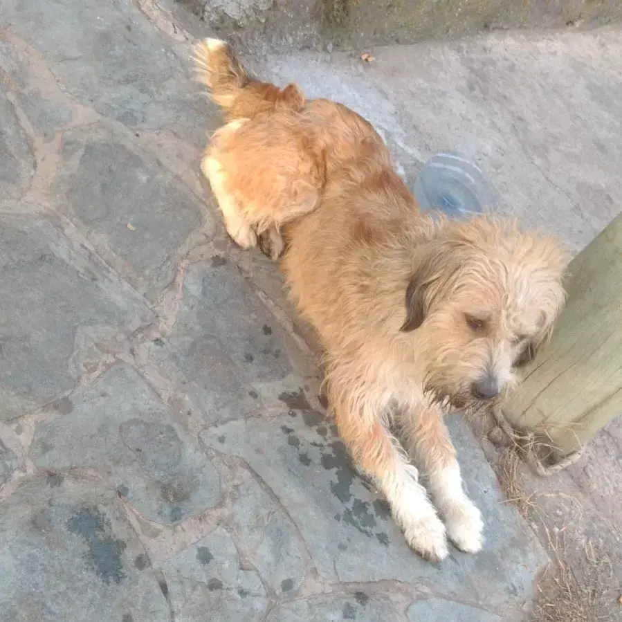 Buscan al dueño de este perrito