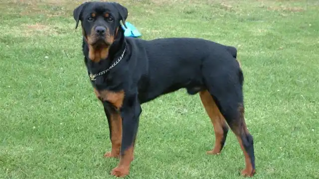 Un perro Rottweiler atacó a una nena y le causó hundimiento de cráneo