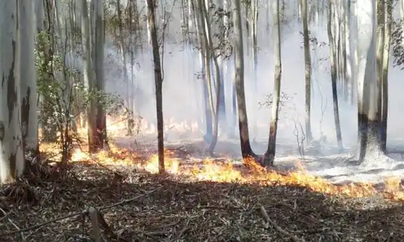 Los incendios en Corrientes preocupan al sector foresto industrial de Entre Ríos