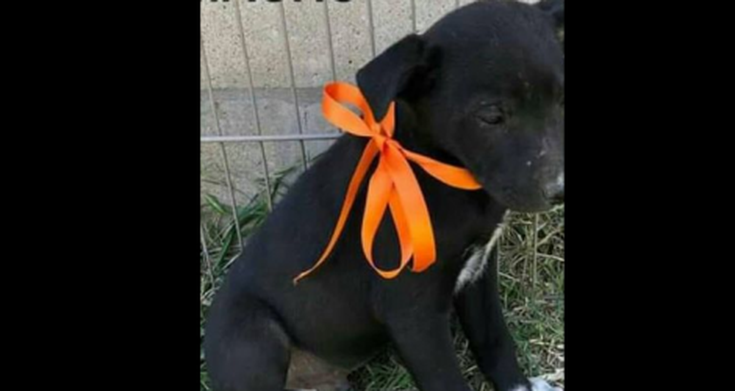 Buscan a Tobi