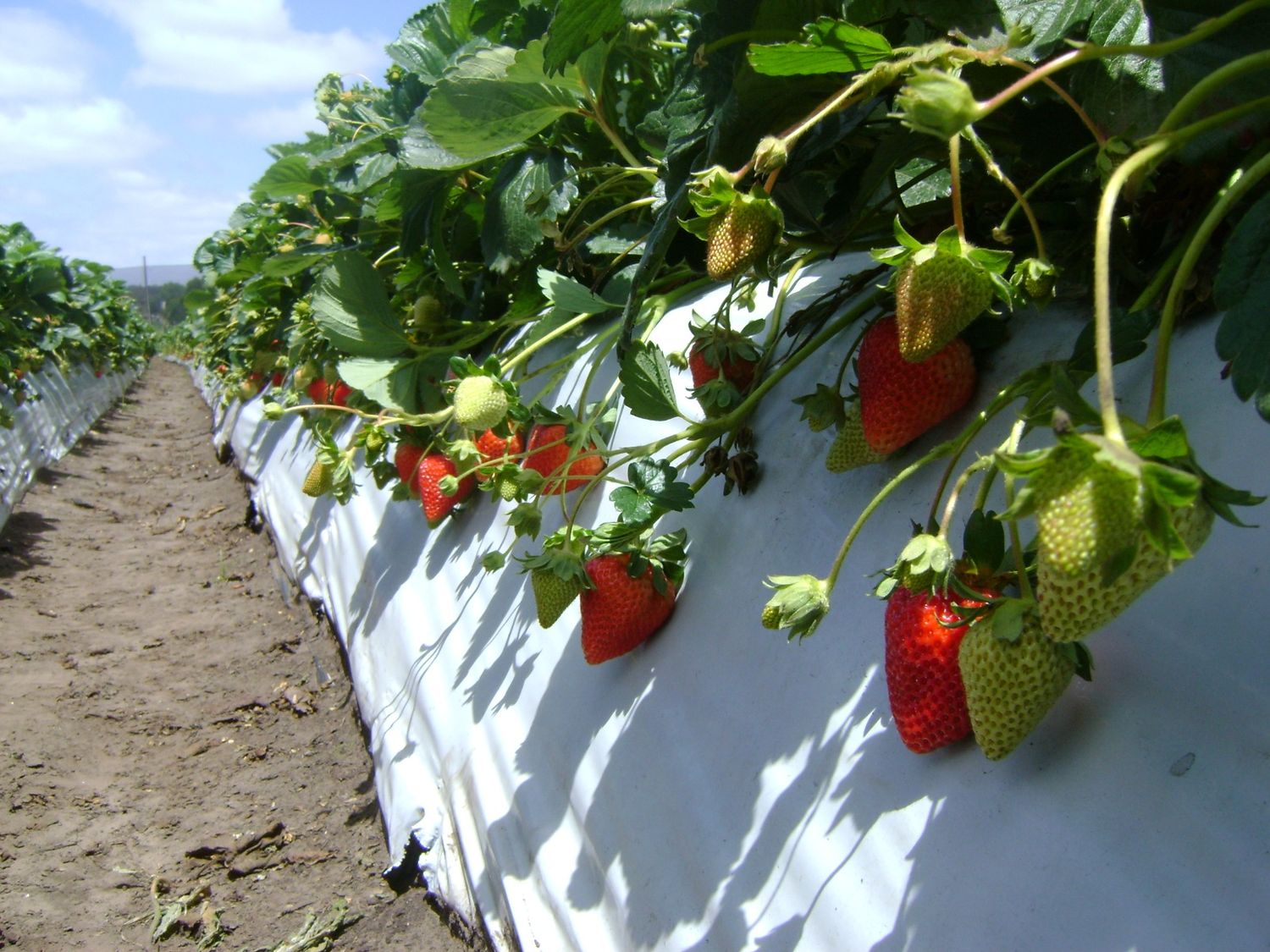 Mar del Plata produce "un 20% del total de frutillas a nivel nacional"