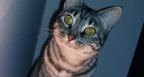 Gatita perdida