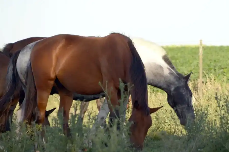 Seis casos confirmados y un fallecido por Encefalitis Equina en Santa Fe