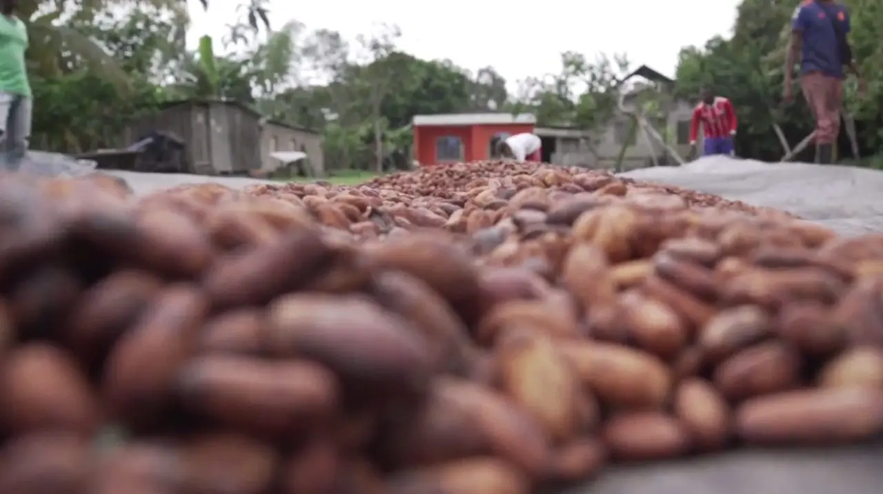 COCA POR CACAO, erradicar cultivos ilícitos ¡Vale la pena!