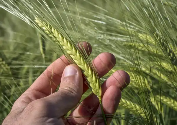 trigo cebada fertilizar ac - 1