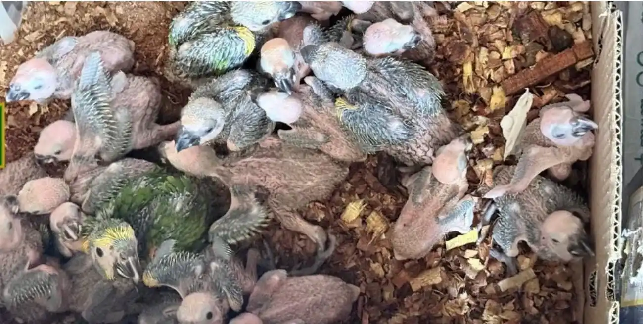 Decían llevar jabón, pero atrás había más: descubrieron 70 pichones de loros escondidos en un camión