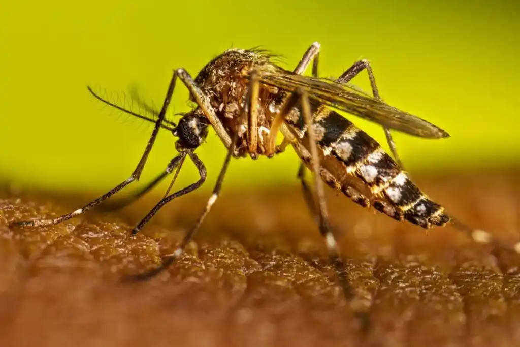 Objetivo Dengue: Fuerte descenso de casos en el verano de 2025