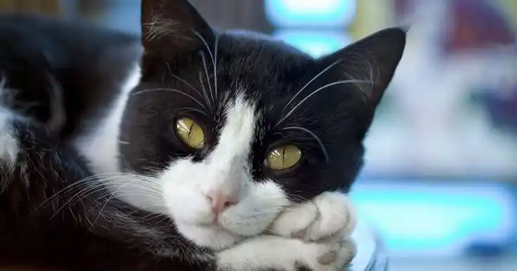 Aseguran que los gatos reconocen sus nombres y los de sus dueños