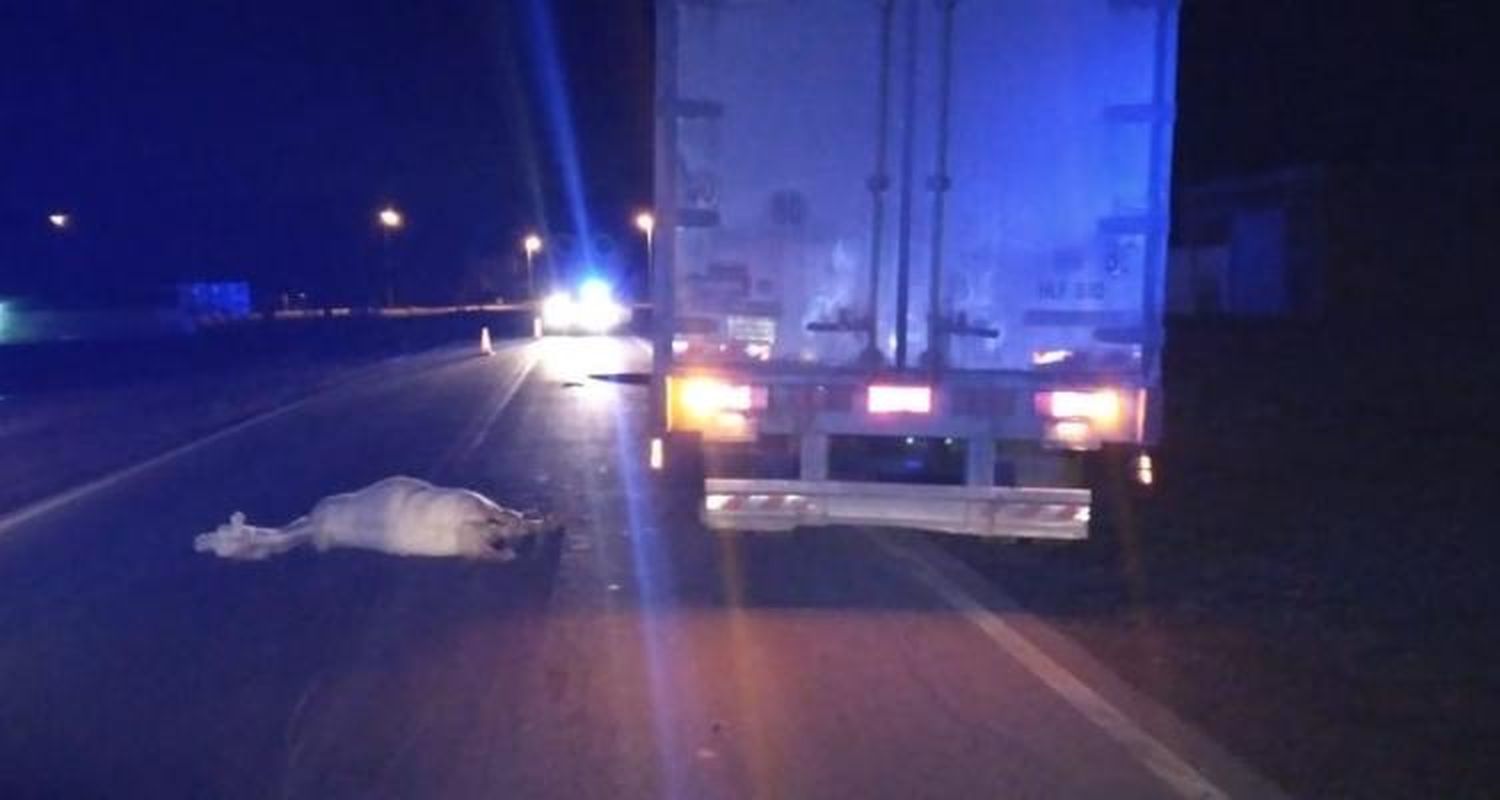 Ruta 1001: Camión impactó a un caballo que se le cruzó