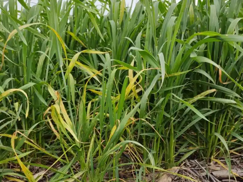 Detectan mosaico estriado del trigo en el norte de Buenos Aires