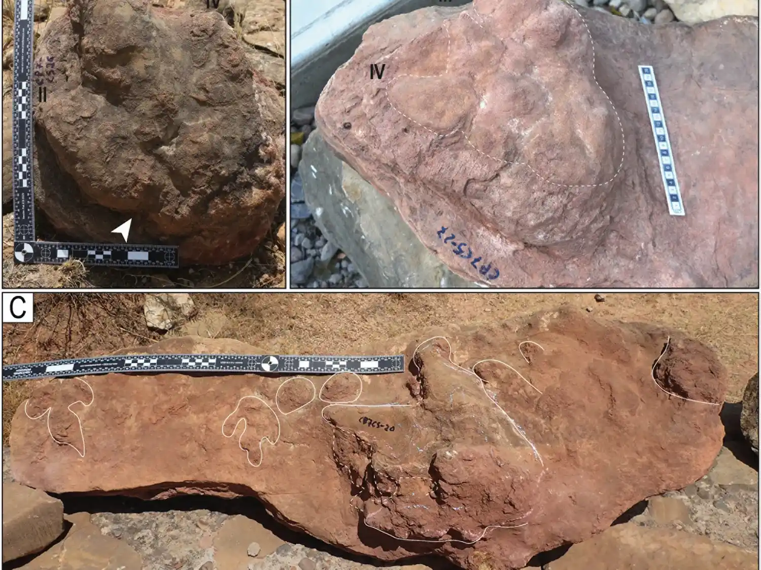 Documentan el mayor registro continuo de huellas de dinosaurios