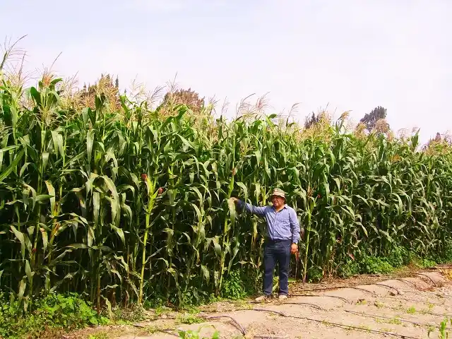 El gobierno provincial buscará incentivar para que se produzca más maíz