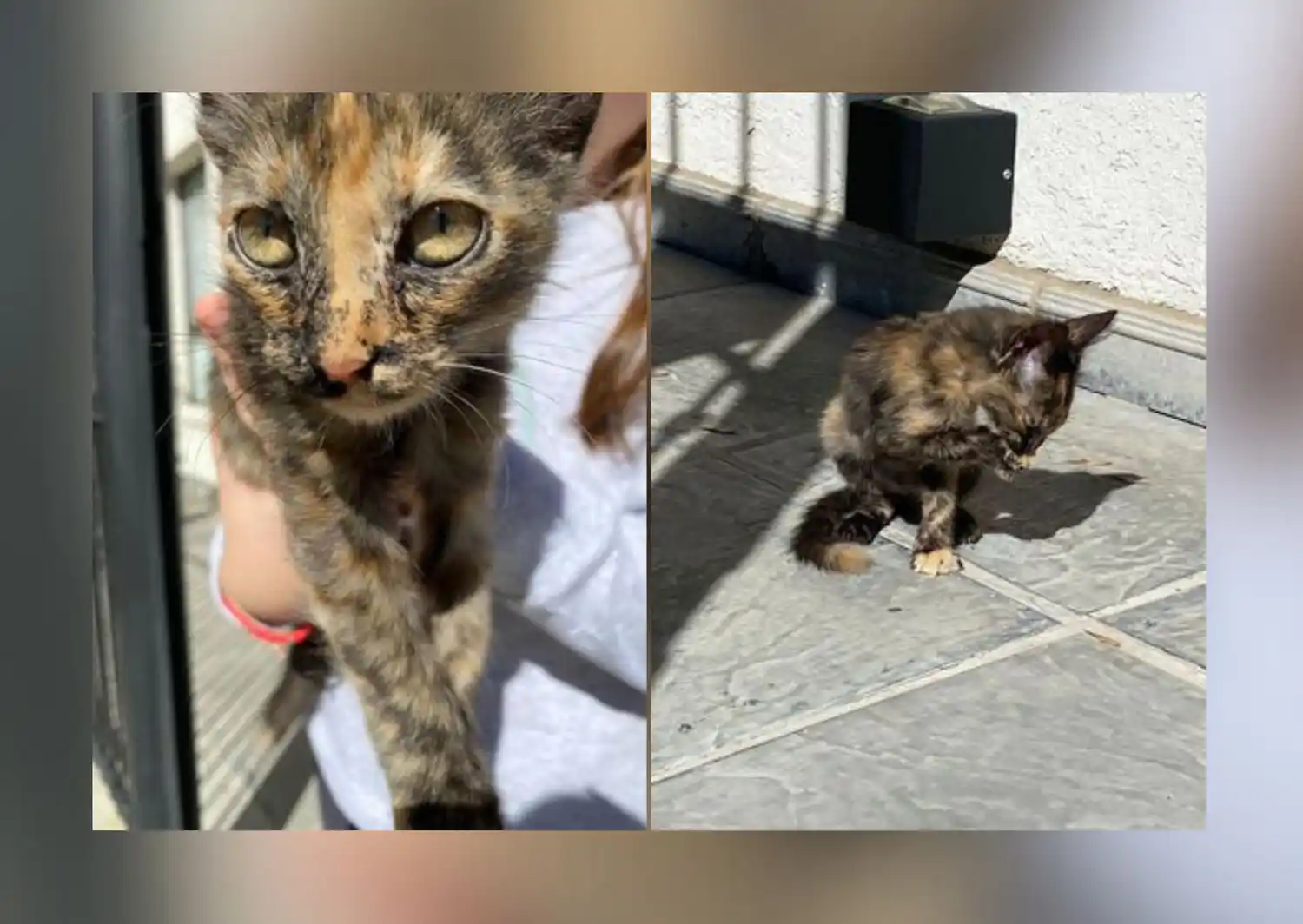 Mascotas: buscan a esta gatita