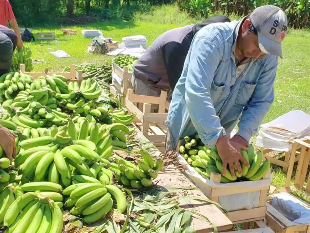 “Se generan condiciones para que la banana
se reposicione en mercados nacionales”