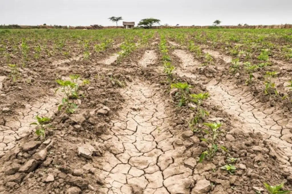 La emergencia rige para los productores de la actividad cuya producción esté afectada como mínimo entre un 50% y un 80% por factores climáticos.