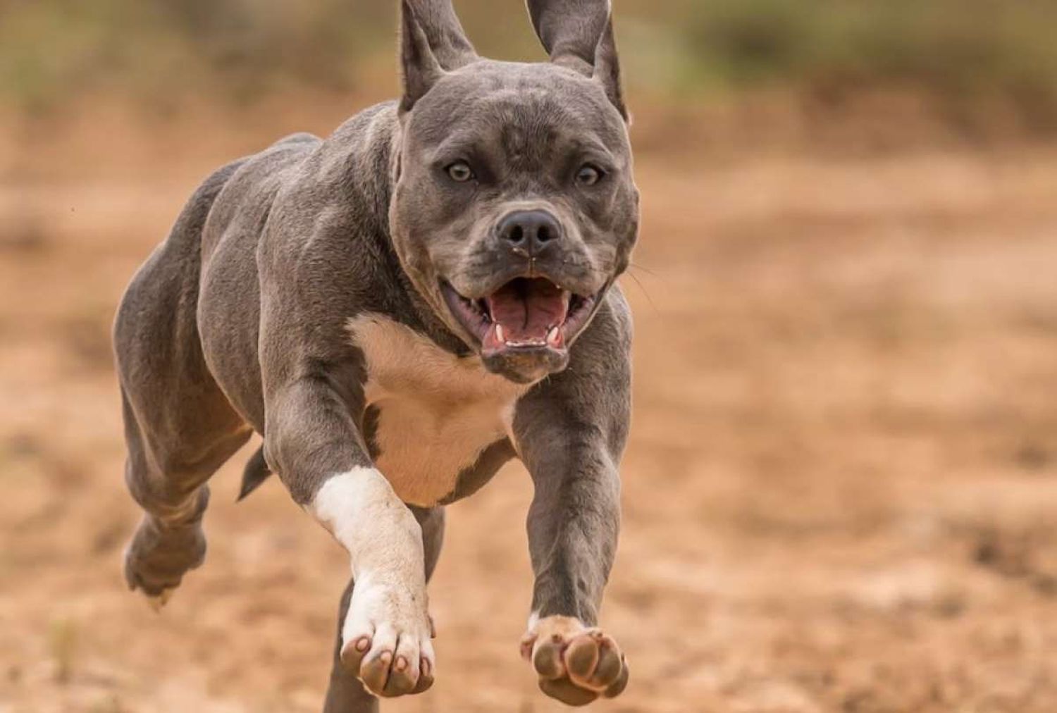 Venado Tuerto: en feroz ataque un pitbull mató a un perro y dejó grave a otro