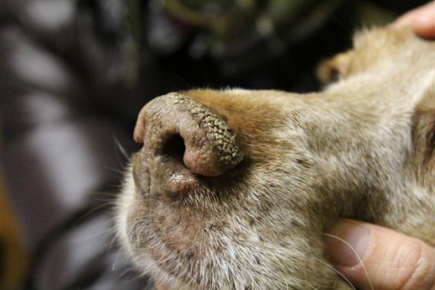 Advierten sobre un brote de moquillo canino y piden extremar cuidados