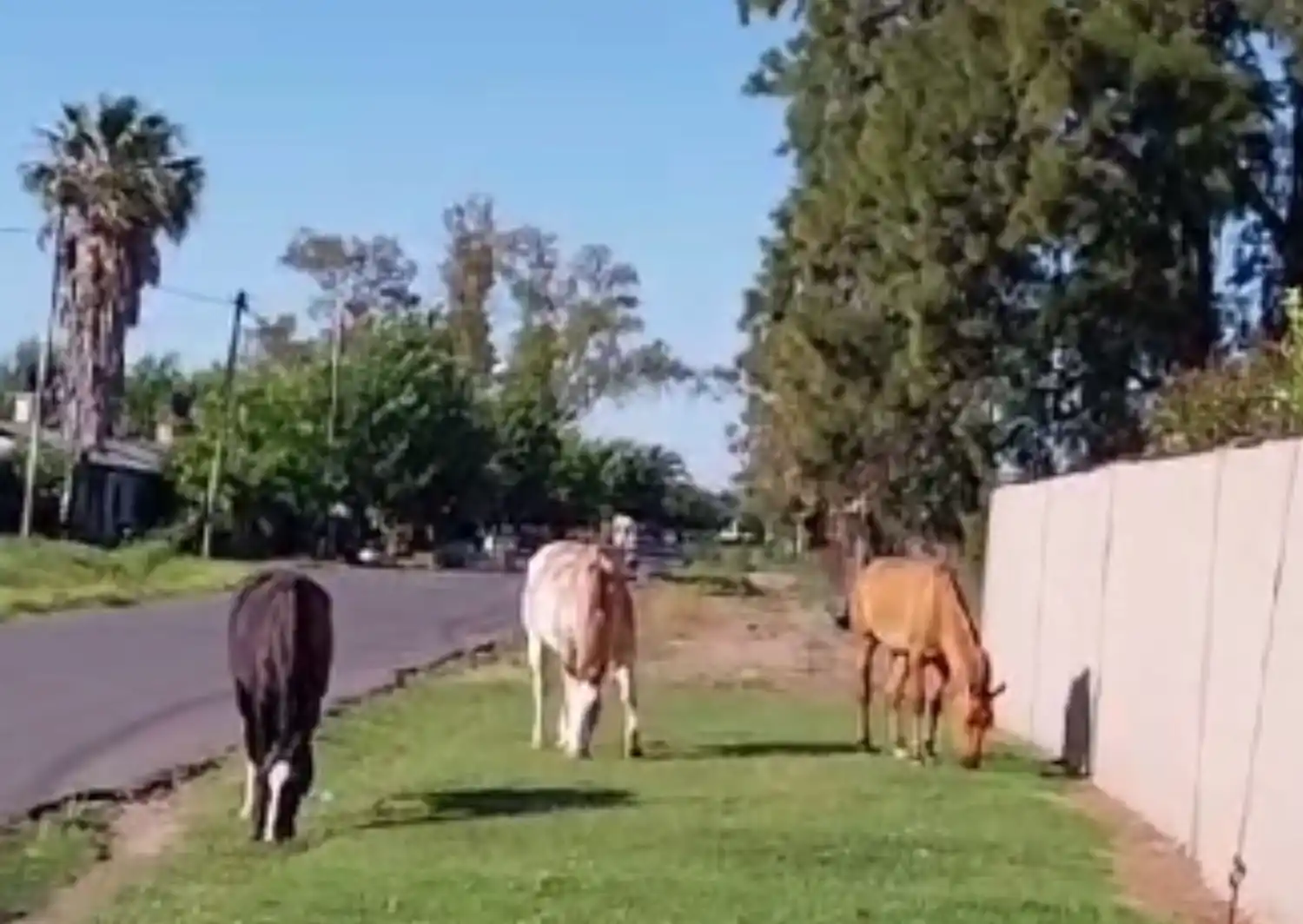 Benefactoras y Dávila: Caballos sueltos todos los días