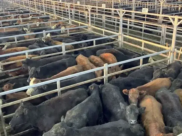 Cañuelas recibió 5.009 animales y la soja cotizó a 555.000 pesos por tonelada
